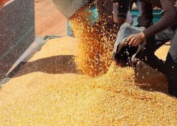 ارتفاع سعر الذرة واستقرار الصويا السبت 18فبراير 2023