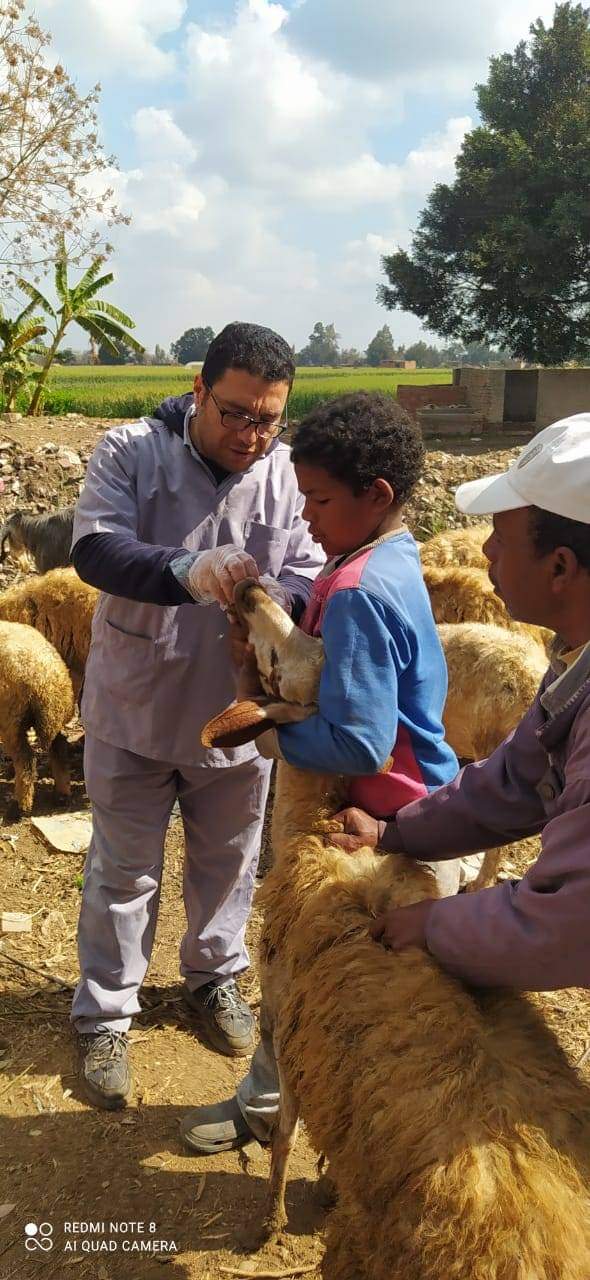 المنوفية إدارة تلا البيطرية.. متابعة لجان تجريع الأغنام 