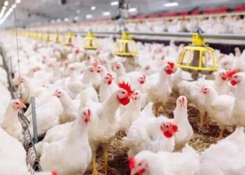 هل يتعافي قطاع الدواجن في مصر خلال 2025 ؟ العناني: يجيب