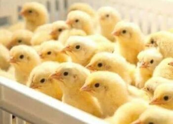 هبوط سعر الكتكوت والبيض اليوم الإثنين 27 فبراير 2023