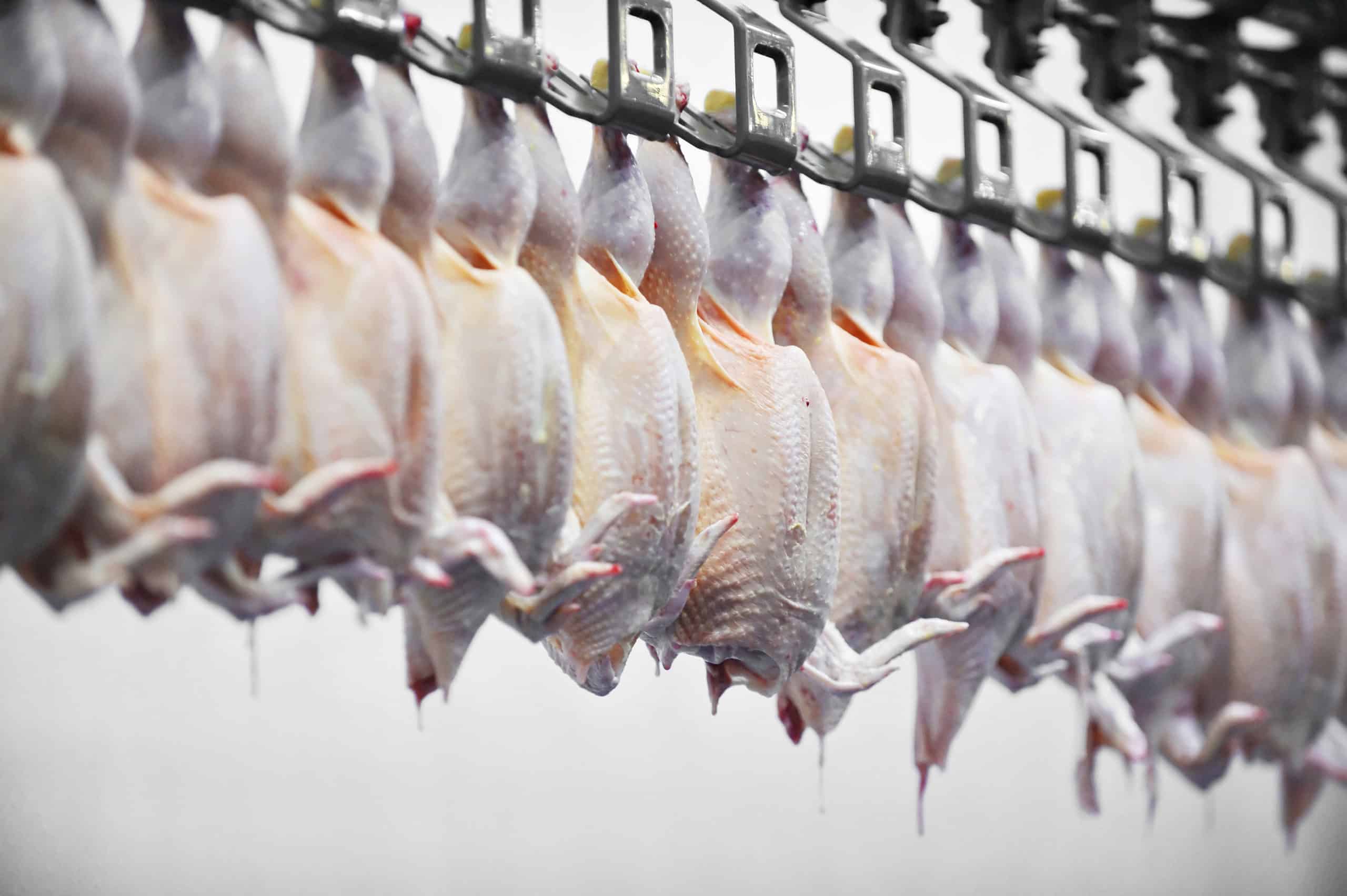 بيطري الغربية يصادر 24 كيلو لحوم ودواجن وأسماك غير صالحة
