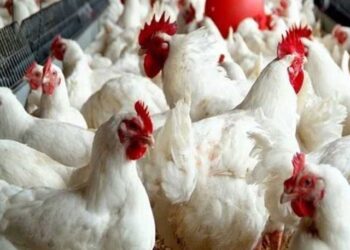 أسعار الدواجن اليوم الثلاثاء 14فبراير 2023