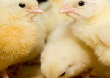 أسعار الكتاكيت والبيض اليوم الإثنين 20 فبراير 2023