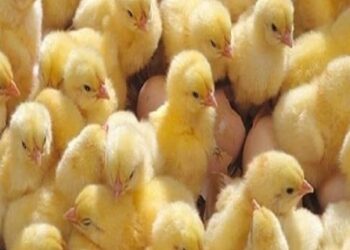 أسعار الكتاكيت والبيض اليوم الثلاثاء 14فبراير 2023