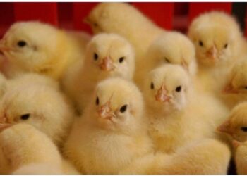 دكتور أحمد نبيل يصرح ل "قلم بيطري الفراخ المستوردة سبب نزول سعر الكتكوت