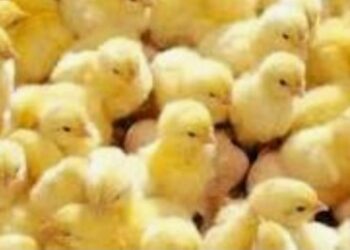 دكتور أحمد دنيا يصرح ل "قلم بيطري الفراخ المستوردة سبب نزول سعر الكتكوت