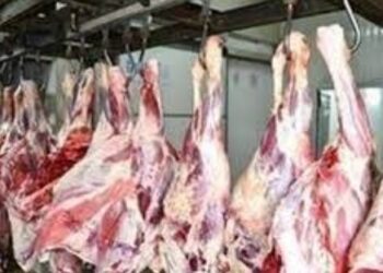 استقرار في أسعار اللحوم اليوم السبت 18 فبراير2023
