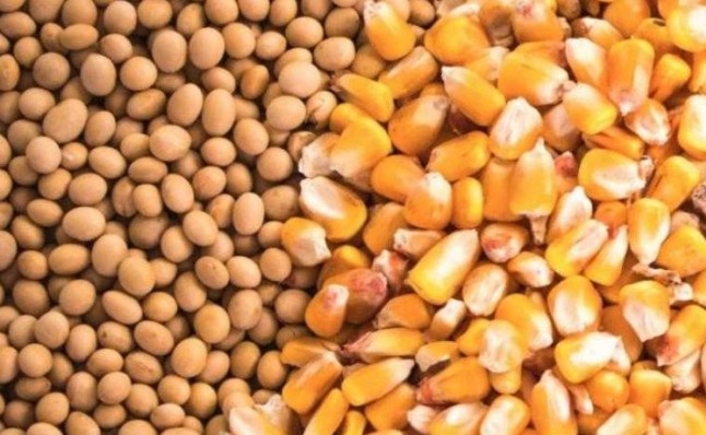 دكتورة هدى رجب ل "قلم بيطري"تم التوسع في زراعة الذرة وفول الصويا