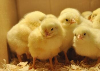 سعر الكتكوت