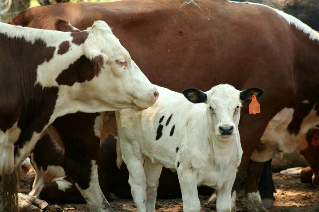 الإرشاد البيطري يُحذر من حمى اللبن