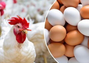 انخفاض أسعار الدواجن اليوم الثلاثاء والكيلو يسجل 66 جنيهًا