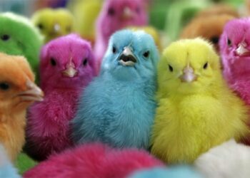 مصطفى القصبي: نزول سعر الكتكوت بسبب قلة الطلب