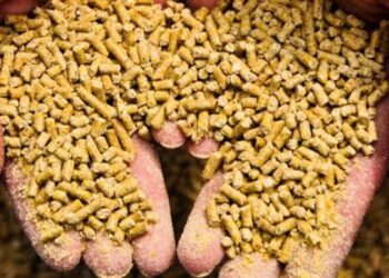 متوسط أسعار الأعلاف فى الأسواق اليوم