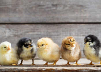 أسعار شركات الكتاكيت اليومية