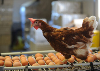 أسعار الدواجن،بورصة الفراخ