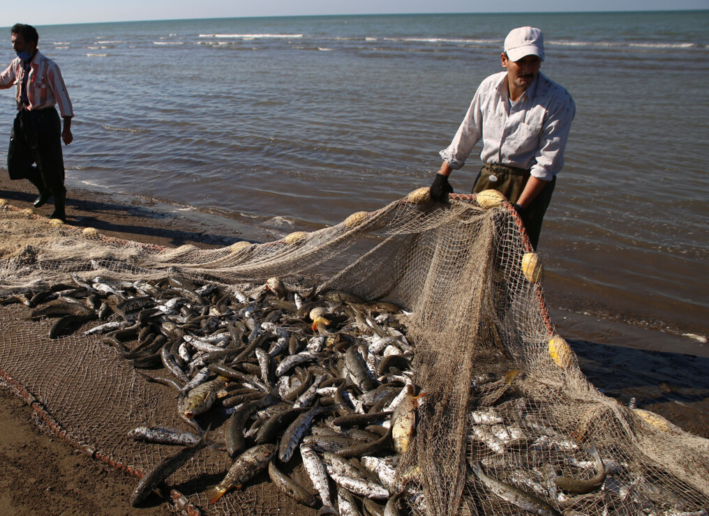 السعودية| قرار بحظر صيد أسماك “الناجل والطرادي” بدءًا من إبريل