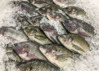 مصر تتصدر المرتبة الثالثة في تصدير أسماك البلطي عالميا
