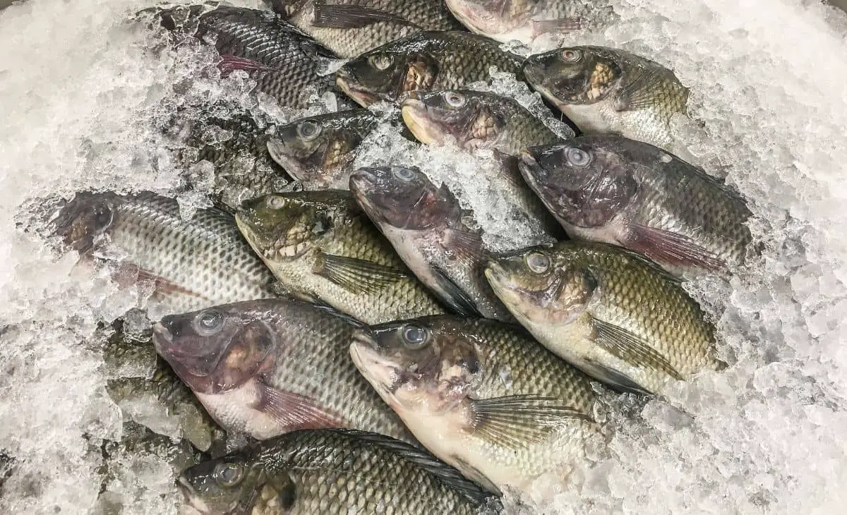 مصر تتصدر المرتبة الثالثة في تصدير أسماك البلطي عالميا