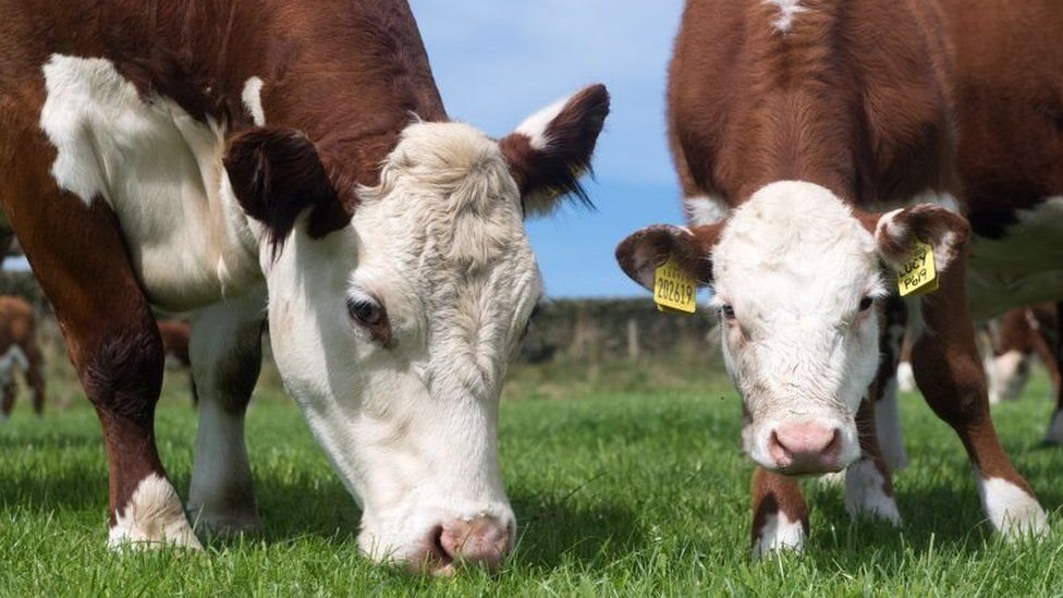 «متحدث الزراعة» يكشف تفاصل قرار حظر استيراد اللحوم البرازيلية