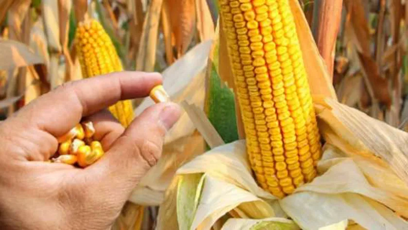 تخفيضات تصل لـ50%.. الزراعة تعلن رسميا عن أسعار تقاوي الذرة والصويا غدا