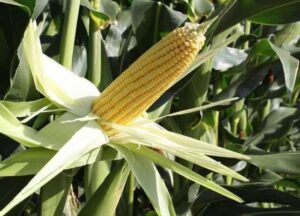 البحوث الزراعية: تشكيل لجان تعمل دوريا لمتابعة محصول الذرة الشامية