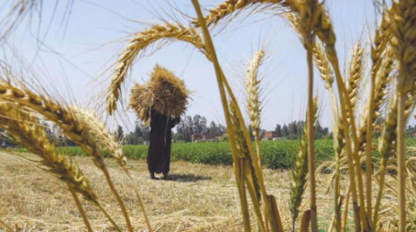 خبير اقتصادي يصف قرار انسحاب مصر من اتفاقية الحبوب بـ«صفعة قوية» للدول المصدرة