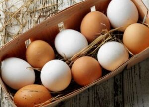 شعبة الدواجن توضح الفرق بين البيض الأحمر والأبيض