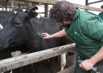 الإمارات.. انطلاق فعاليات المرحلة الثالثة من حملة تحصين المواشي ضد الحمى القلاعية