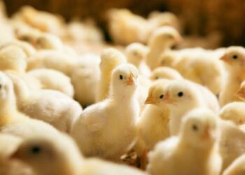 صيصان مصر لـ"قلم بيطري": انخفاض مبيعات الكتاكيت بنحو 50% خلال الفترة الماضية