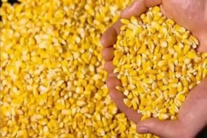 زراعة الشيوخ توصي بتسعير المحاصيل الاستراتيجية من القمح والذرة وفق الأسعار العالمية