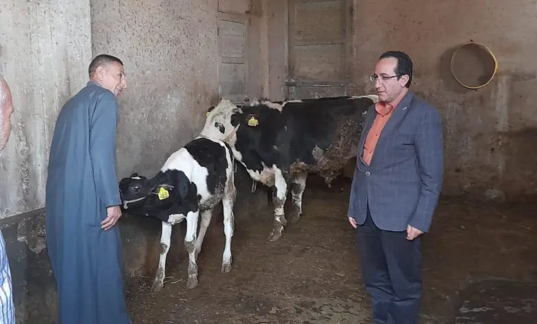 تحصين 216 ألفا و678 من رؤوس الماشية خلال حملات بيطرية في كفر الشيخ