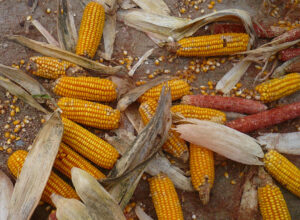«كوناب» البرازيلية تصدر توقعاتها بشأن محصولي الذرة والصويا للموسم الحالي