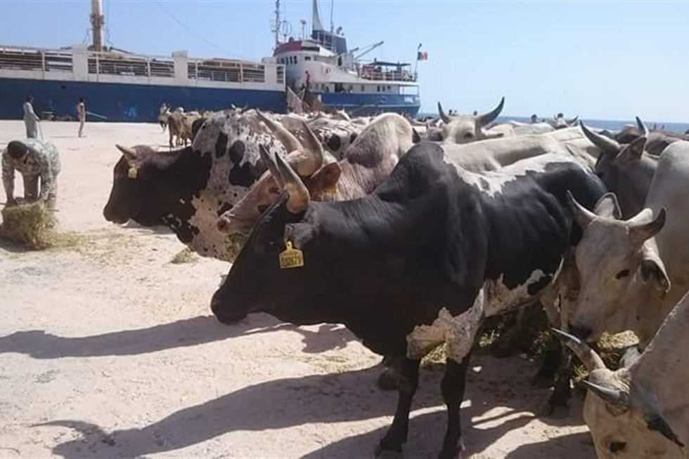 قادمة من جيبوتي.. ميناء سفاجا يستقبل 2335 رأس ماشية