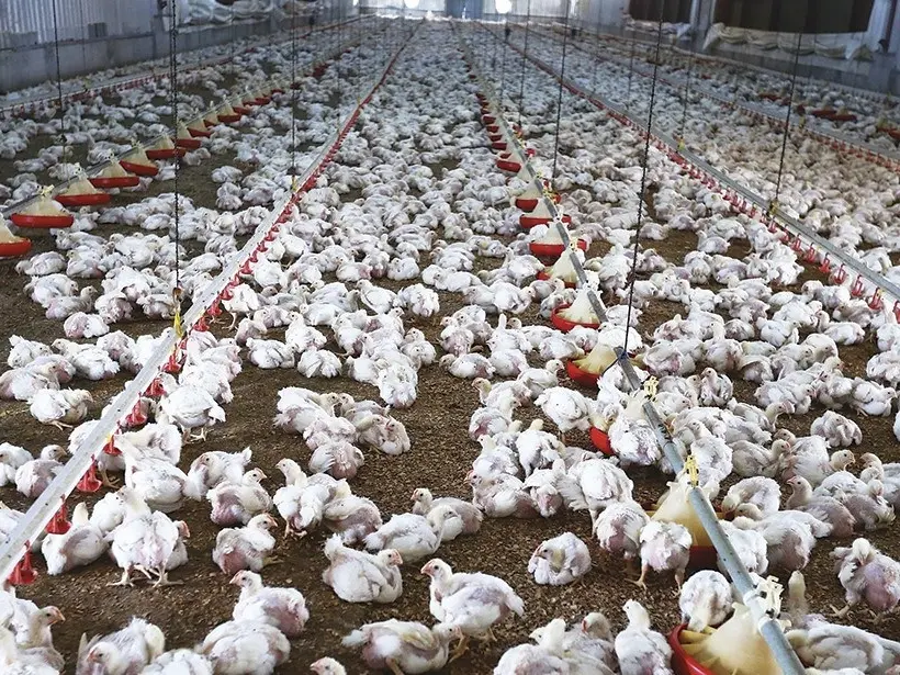 بسبب إنفلونزا الطيور.. «الصحة العالمية» تشدد على الحماية الجيدة لعمال مزارع الدواجن
