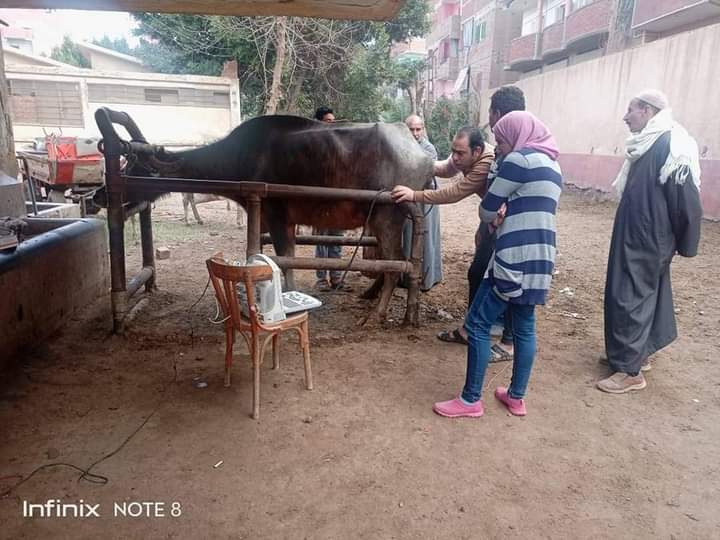 مديرية الطب البيطري بالمنوفية عمل الإرشاد عن خطورة مرض الحمى القلاعية 