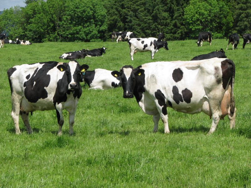 الأهمية الاقتصادية لالتهاب الضرع تحت الإكلينيكى فى الأبقار الحلابة