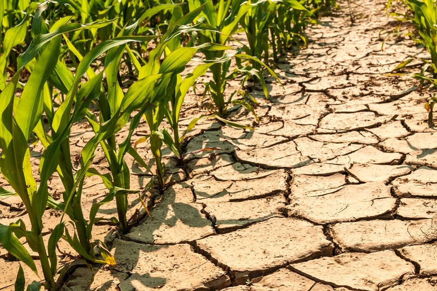 الأرجنتين تعيد جدولة صادرات الذرة في ظل أزمة الجفاف