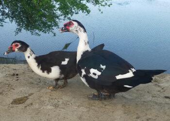 أستاذ تربية لـ"قلم بيطري": القيمة الغذائية في البط غير موجودة بباقي أنواع الطيور