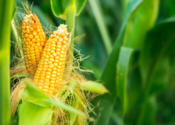 الحكومة الأمريكية تدعو لإجراء مشاورات مع المكسيك بشأن قيود الذرة المعدلة وراثيًا