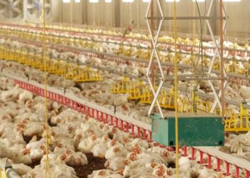 أحمد رمزي: إذا لم تتراجع أسعار الأعلاف خلال شهرين ستكون ضربة قاضية لصناعة الدواجن