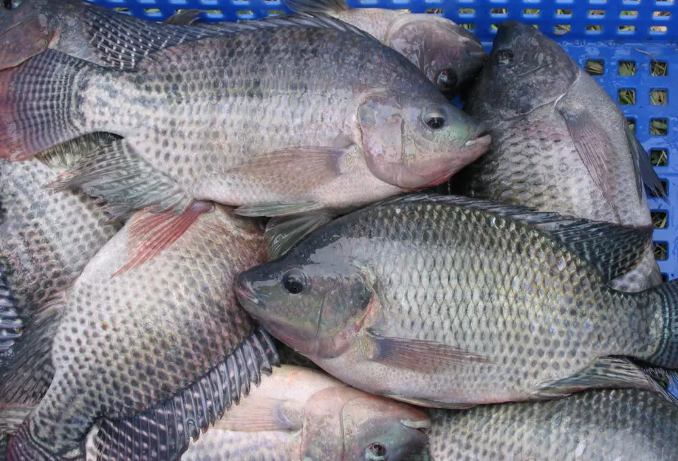 توقعات بزيادة إنتاج مصر من الأسماك لـ3 مليون طن بحلول 2030