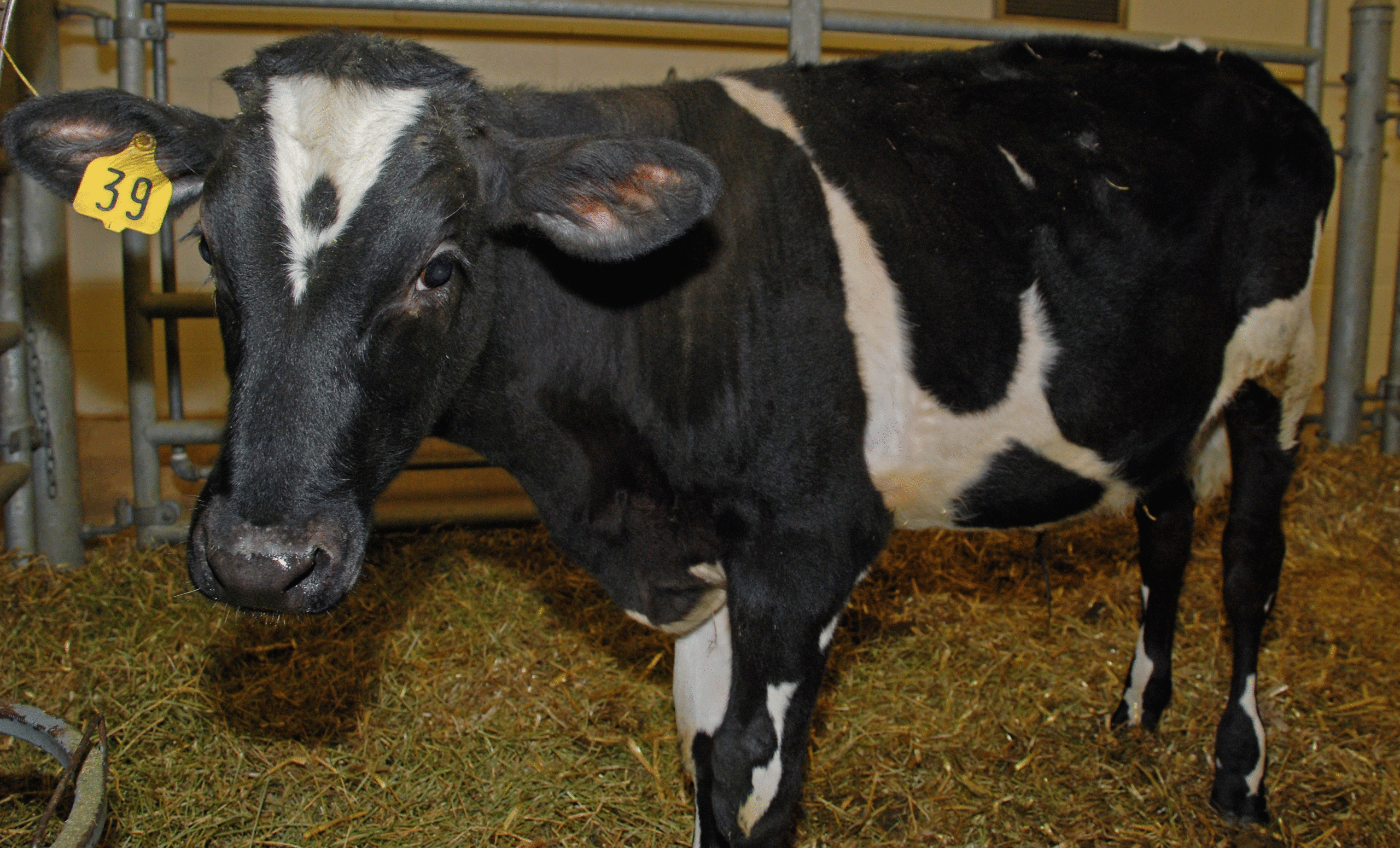 تعليقا على حالات جنون البقر في البرازيل.. الزراعة: لا داعي للقلق
