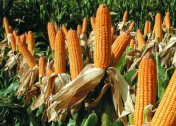 اشتعال المنافسة بين الولايات المتحدة والبرازيل على تصدير الذرة