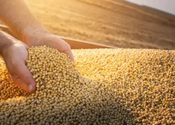 ميناء دمياط يستقبل 13000 طن صويا خلال 24 ساعة