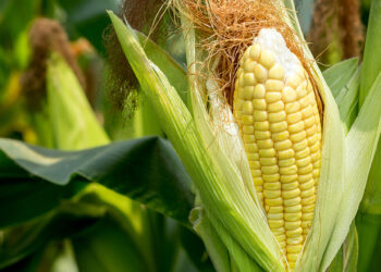 مسئول بيع بالدقهلية لـ«قلم بيطري»: لا وجود للاحتكار فى قطاع الأعلاف