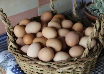 شعبة بيض المائدة لـ"قلم بيطري": عزوف كبير من مزارع الأمهات عن الإنتاج في ظل أزمة الأعلاف