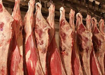 سجل سعر الموزة البلدي بقري ما بين 200 جنيه إلى 220 جنيها