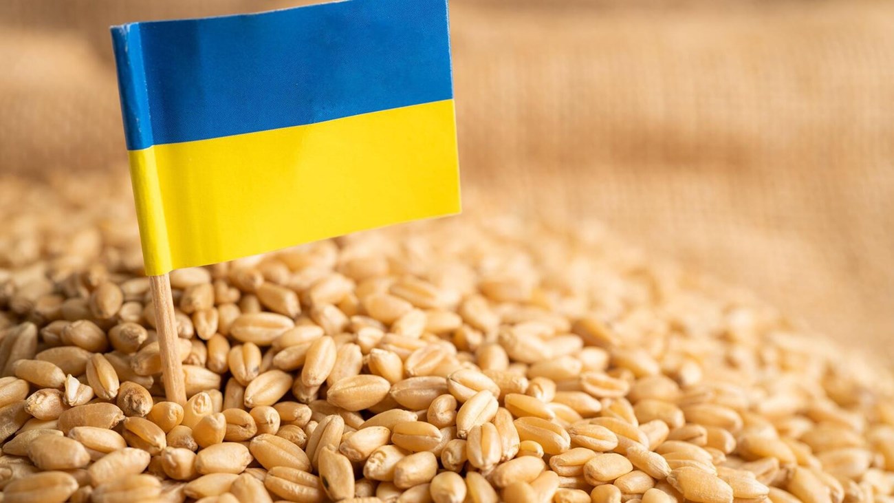 تراجع صادرات الحبوب الأوكرانية 26% خلال موسم 2022/2023