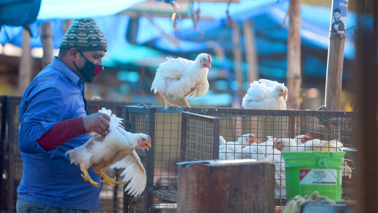إعدام آلاف الدواجن في تشيلي بعد تفشي إنفلونزا الطيور