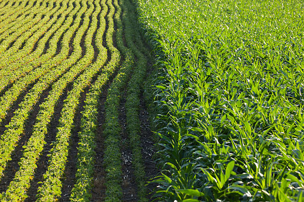القصير: الزراعة تستهدف التوسع في الحقول الارشادية لمحاصيل الذرة والصويا